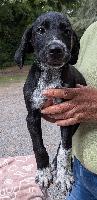 Photo de Balou