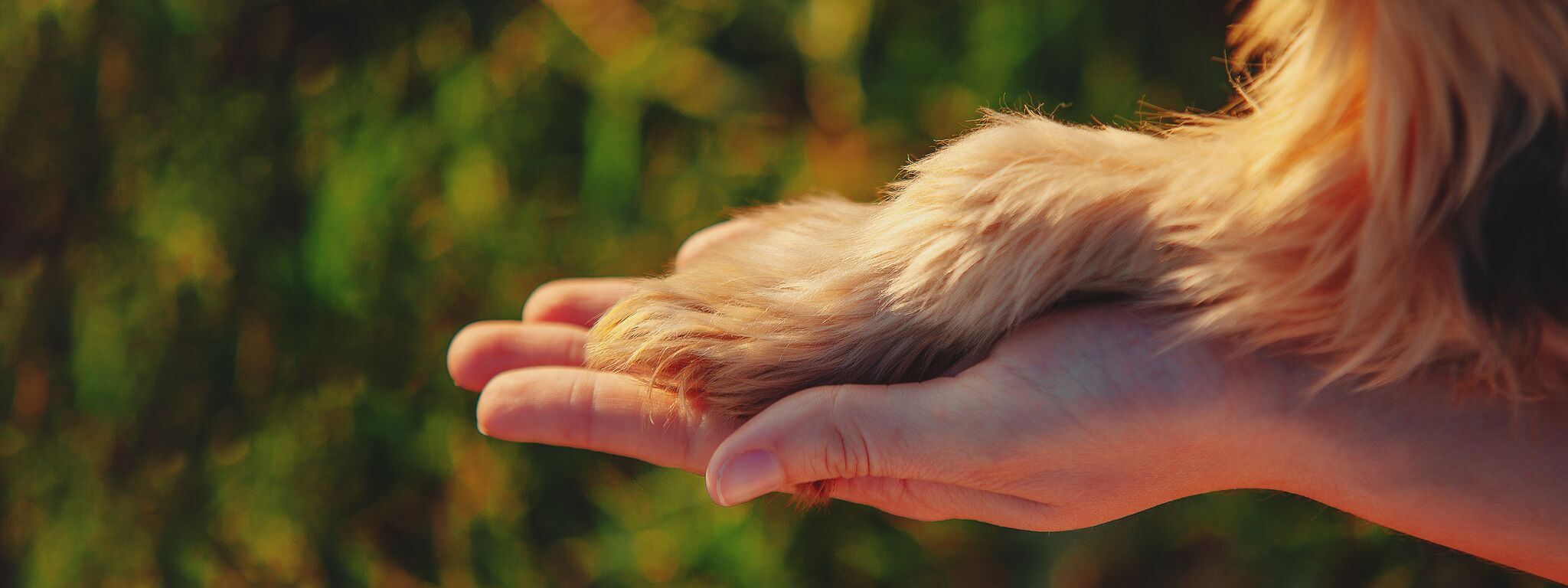 Chiens Perdus Sans Colliers